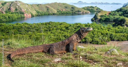 Komodo dragon in natural habitat. Scientific name: Varanus komodoensis. Natural background is Landscape of Island Rinca. Indonesia.