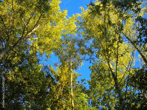 Broad leaf trees with green backlit leafs and blue sky on background at summer daylight