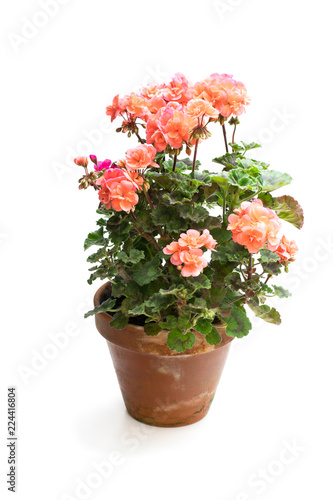 Fototapeta Naklejka Na Ścianę i Meble -  Colorful  Geranium flower in ceramic flowerpot isolated on white