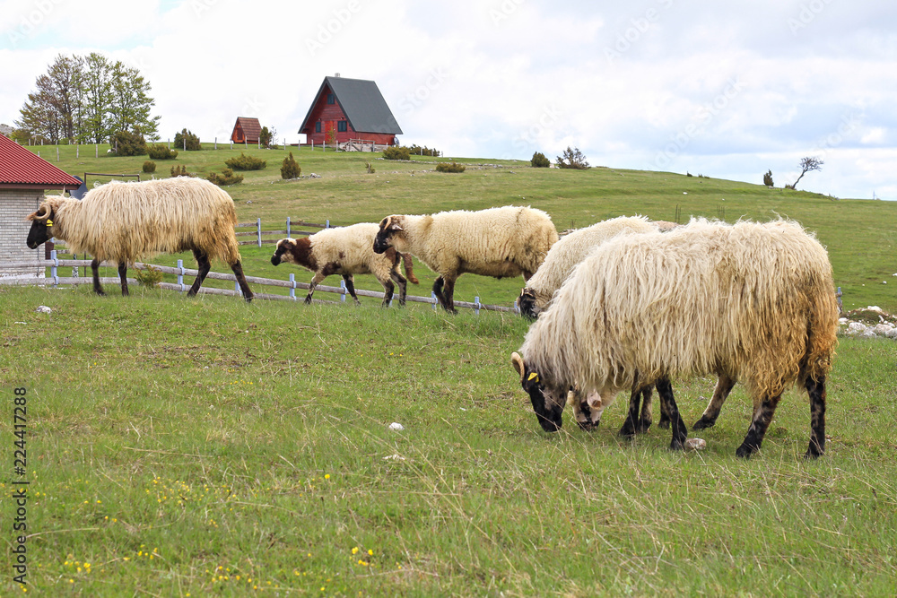 Obraz premium Flock of sheep grazing the grass in the mountains, Durmitor Montenegro. Eco farm organic products concept