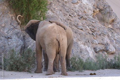 Elefant aus Afrika