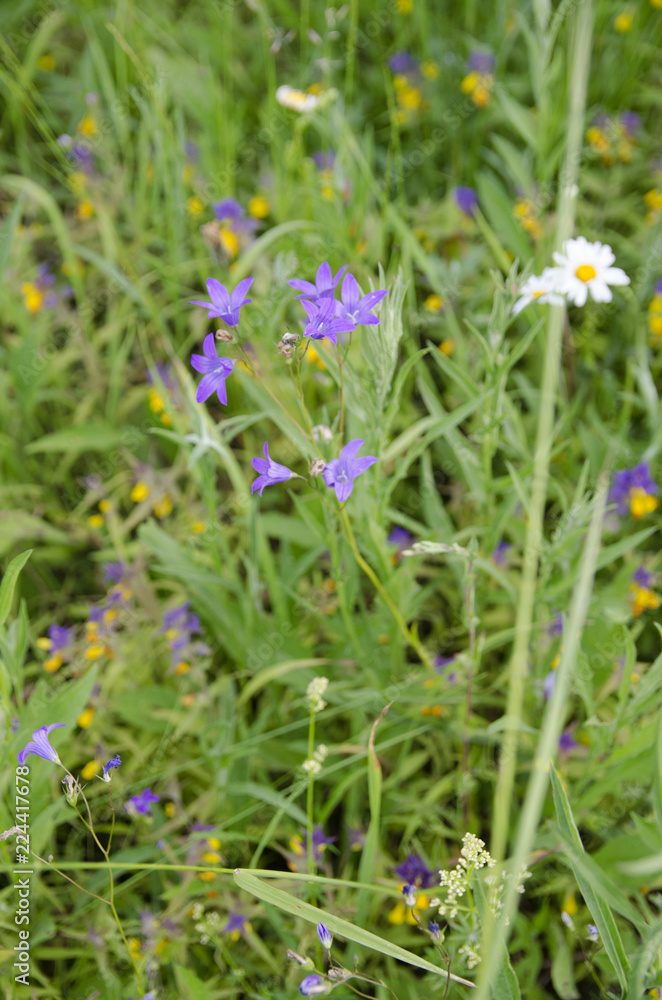 field flowers field flowers