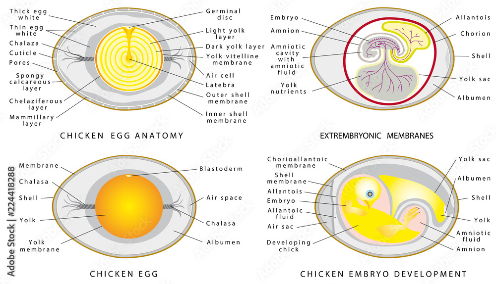 Chicken egg anatomy Stock Vector | Adobe Stock