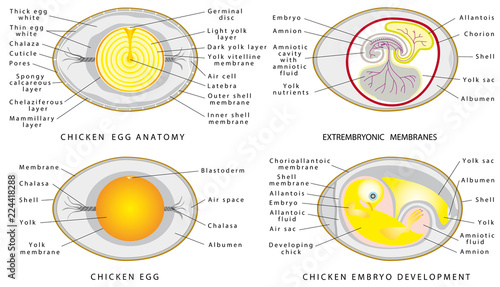 Chicken egg anatomy
