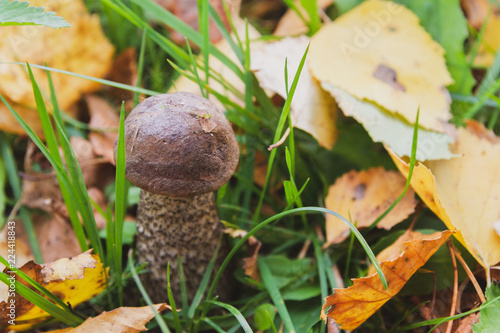 Mushroom boletus grows in the forest in early autumn © Viktoriya09