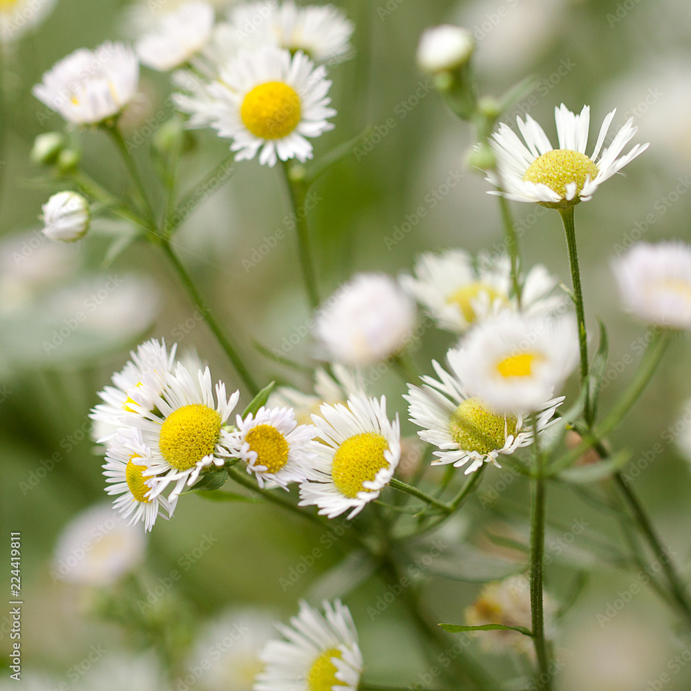 Fototapeta premium beautiful small delicate flowers of chamomile blooming in a field or on a meadow