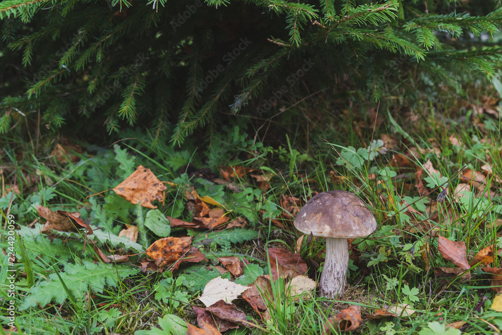 Fototapeta premium Mushroom boletus grows in the forest in early autumn
