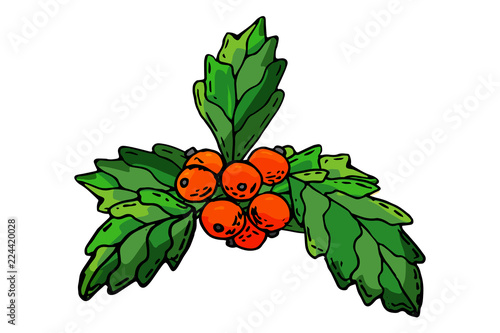 European christmas berry holly ilex aquifolium leaves and fruit. Floral branch red xmas winter decor christmas berry symbol. Vector decorative holly christmas leaf traditional ornament symbol
