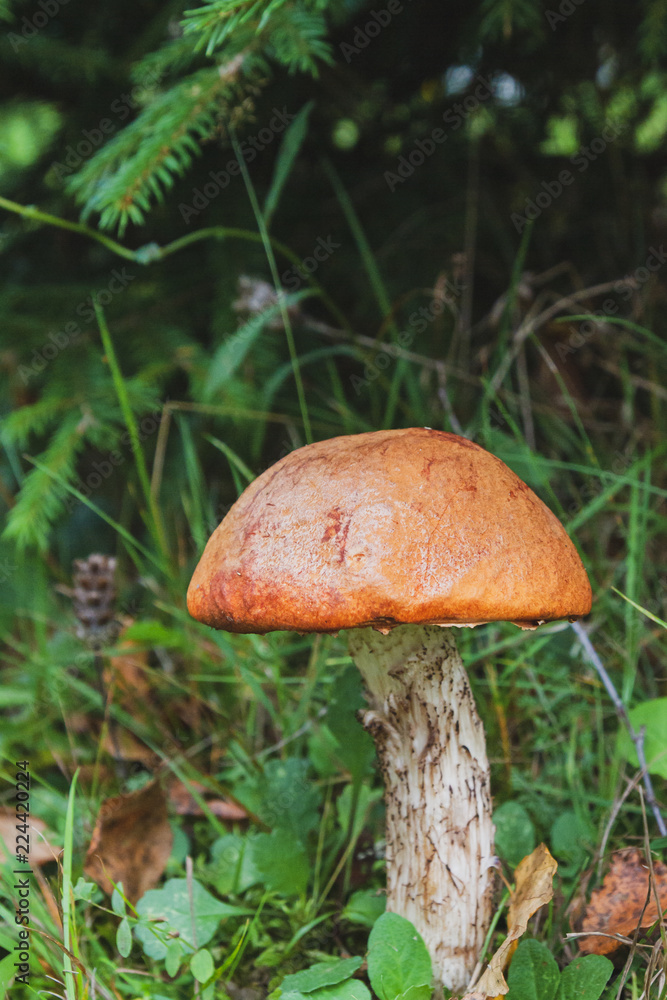 Noble red mushroom grows under the tree in the forest in early autumn Noble red mushroom grows under the tree in the forest in early autumn