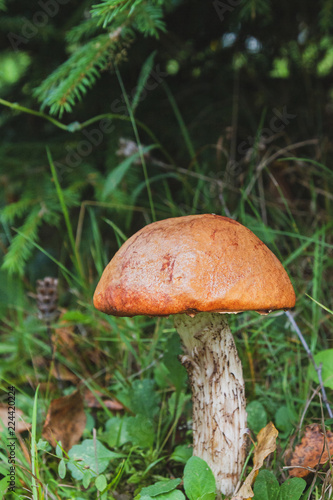 Noble red mushroom grows under the tree in the forest in early autumn