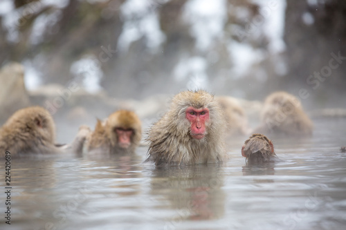Photography macaque monkey in a bath in japan
