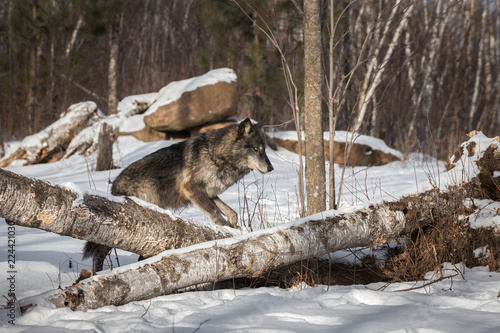 Black Phase Grey Wolf (Canis lupus) Steps Over Logs