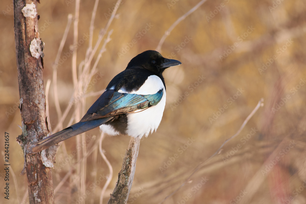 Eurasian magpie sits on a branch in the warm rays of the rising sun. Eurasian magpie sits on a branch in the warm rays of the rising sun.
