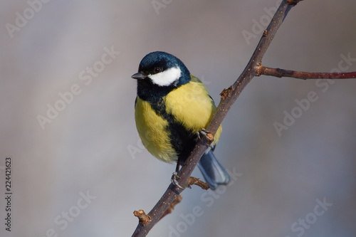 Great tit sits on a branch of a wild apple tree on a frosty morning in the forest.