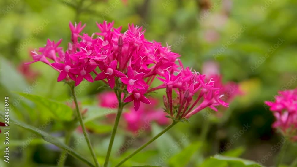 Close Up of Pink Pentas Flowers in a Woodland Garden Close Up of Pink Pentas Flowers in a Woodland Garden
