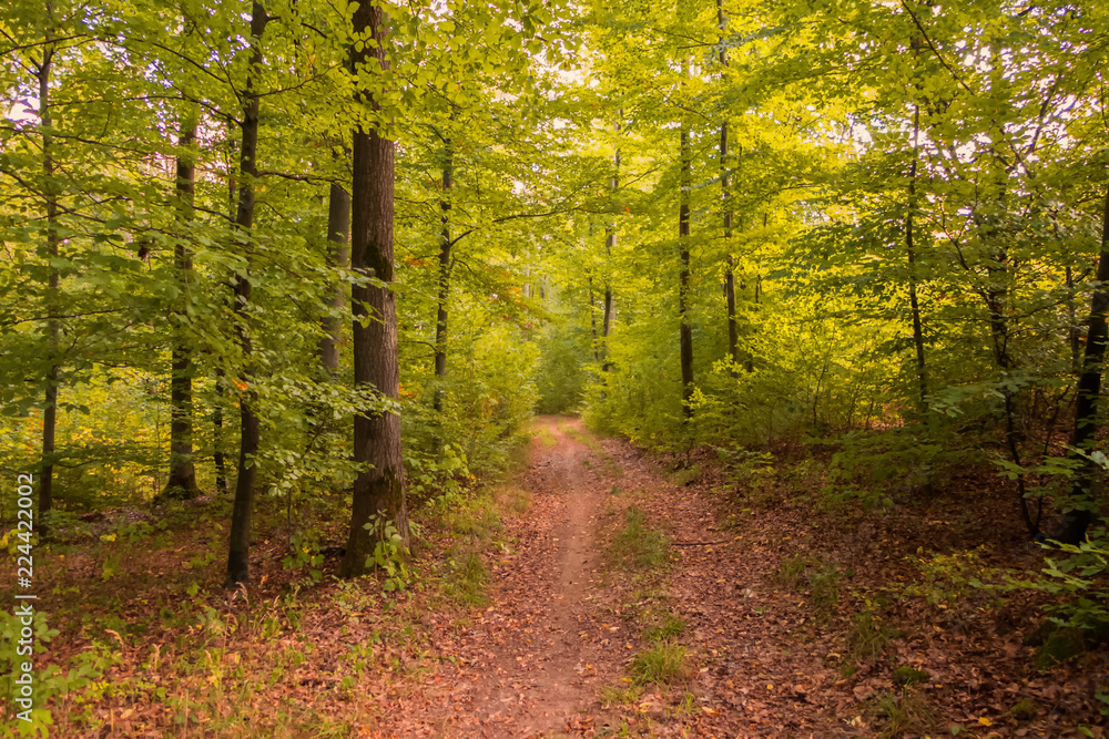 Fototapeta premium A walk through a forest at the beginning of fall