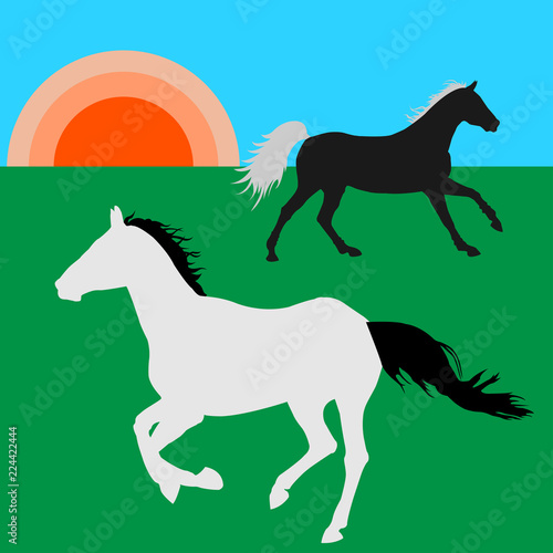 Horses on the grassland under the sun