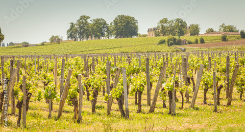 Photography vine at the end of spring in the region of saint emilion