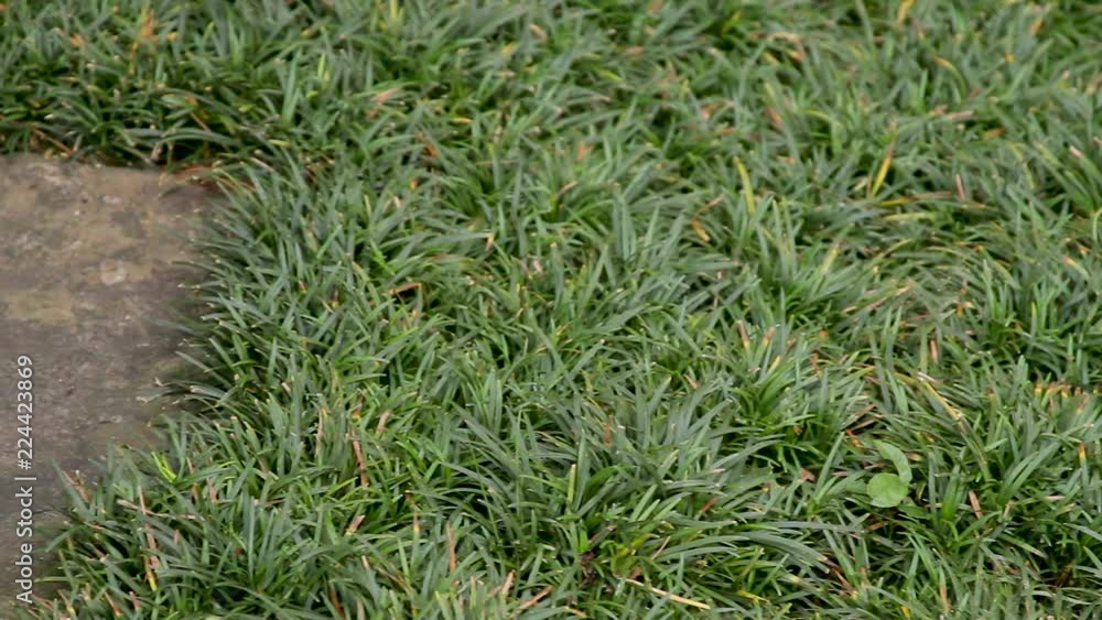 Close Up of Mondo Grass surrounding a stone pathway