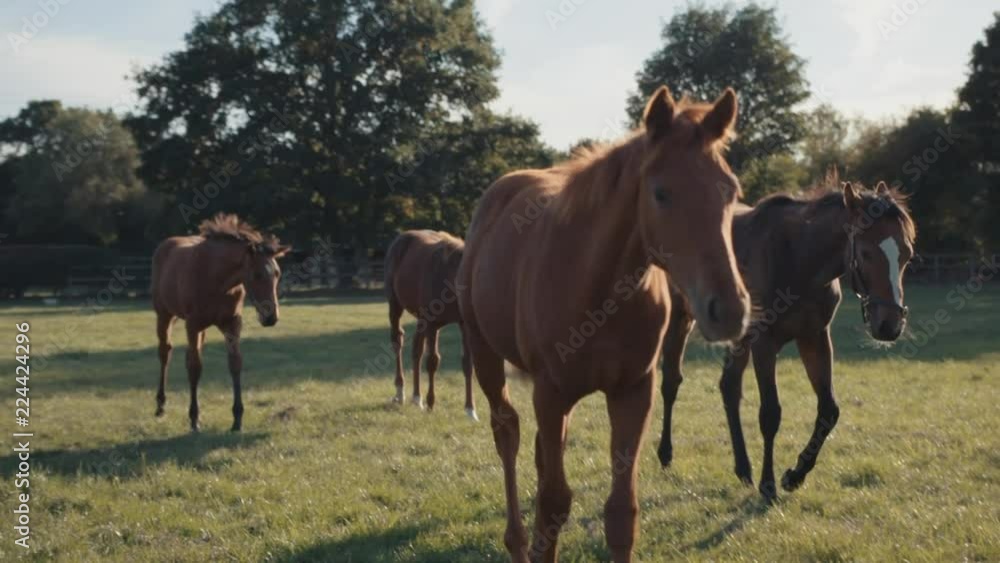 Horses walking in green meadow at sunset, slow motion Horses walking in green meadow at sunset, slow motion