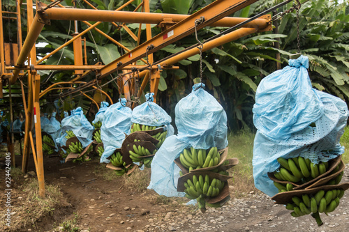Banana plantation