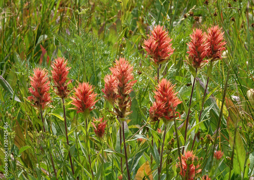 red Indian Paintbrush flowers, jedediah smith wilderness, wy, usa