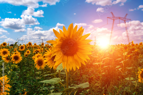 Fototapeta Naklejka Na Ścianę i Meble -  High-voltage power lines in the field with sunflowers at sunset.