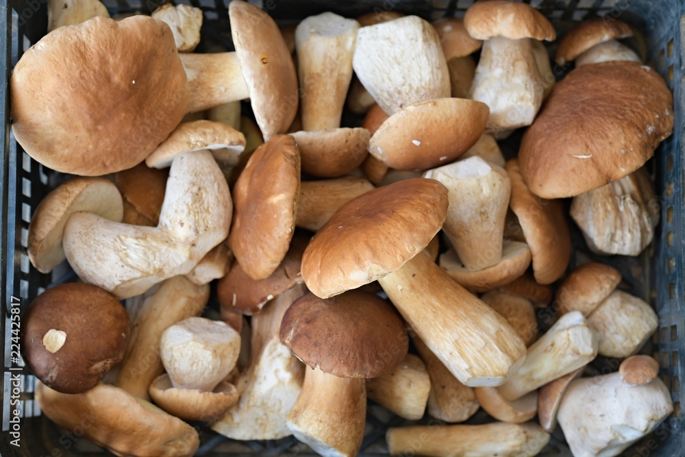 mushrooms in the basket mushrooms in the basket
