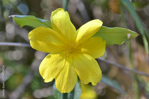 yellow flower