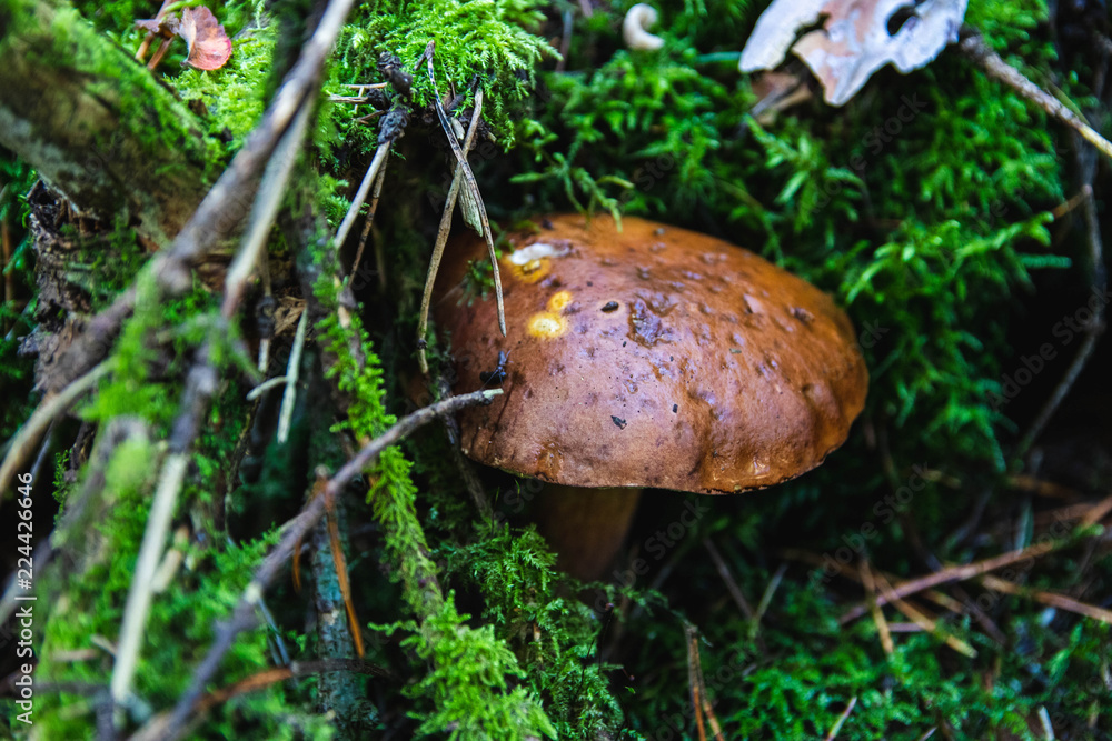 brown mushrooms in a forest on green moss. soft focus brown mushrooms in a forest on green moss. soft focus