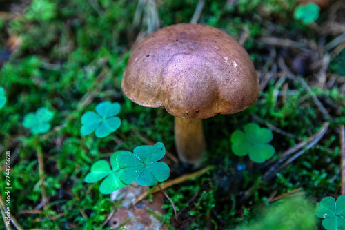 brown mushrooms in a forest on green moss. soft focus