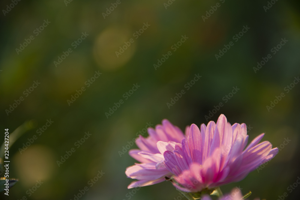 the natural background - chrysanthemums on green the natural background - chrysanthemums on green