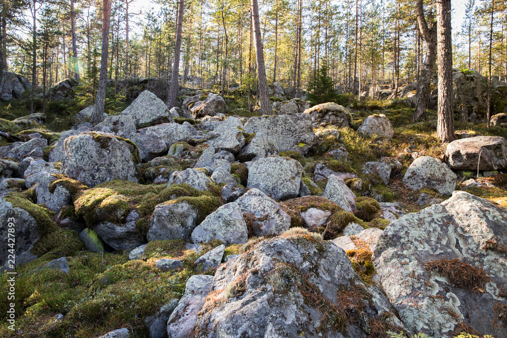 Autumn pine forest with large stones covered with moss at sunny day. Autumn pine forest with large stones covered with moss at sunny day.