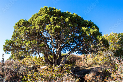 Obraz Drzewo jałowca na skraju otchłani w Czarnym Kanionie Parku Narodowego Gunnison w Kolorado