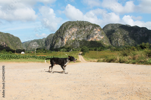dog running on cuban farm in Viñales