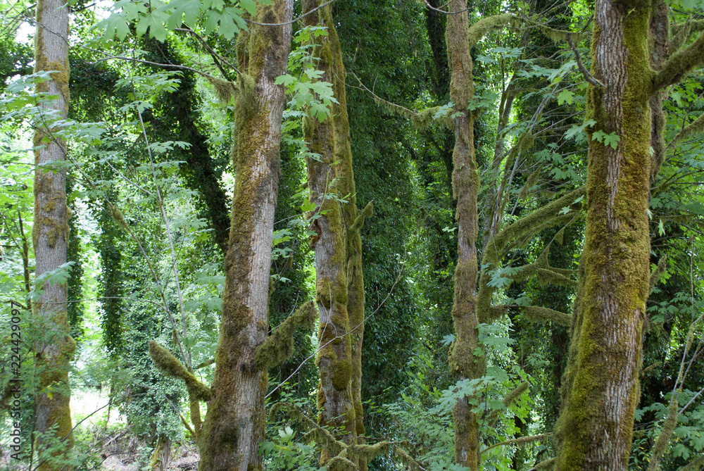 trunks wood trunks wood