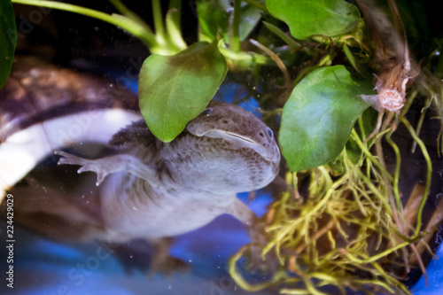 axolotl peeking through some leaves