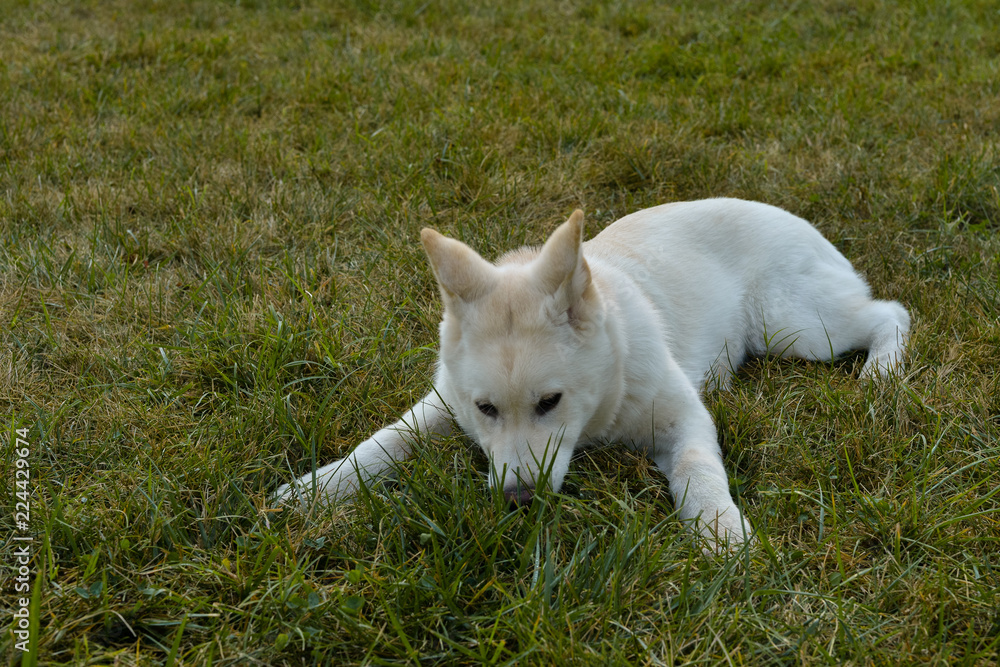 Beautiful white Akita laying in the park on beautiful sunny morning. Beautiful white Akita laying in the park on beautiful sunny morning.