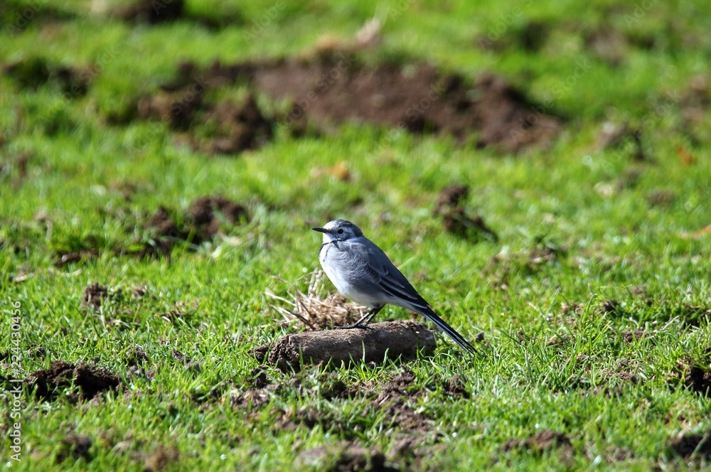 Obraz premium Kleiner Vogel auf der Wiese