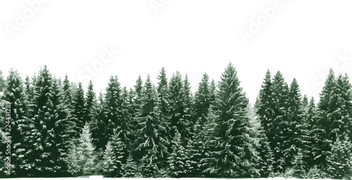 Spruce tree forest covered by fresh snow during Winter Christmas time. The winter scene is duotone with limited palette colours. Vector illustration.