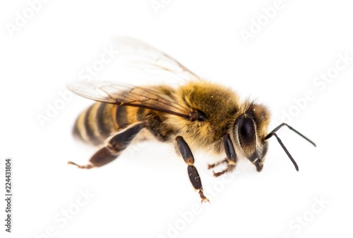 Honeybee © BillionPhotos.com