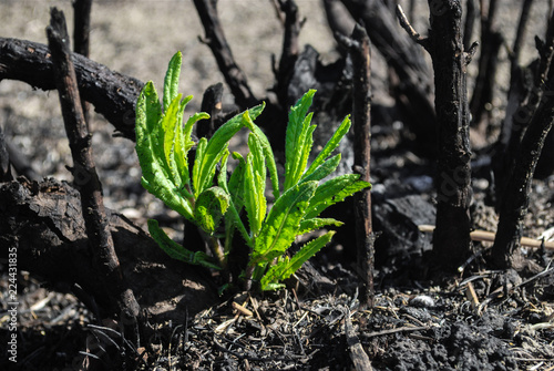 Waldbrand, Keim, Asche, verbrannt, Trockenheit photo