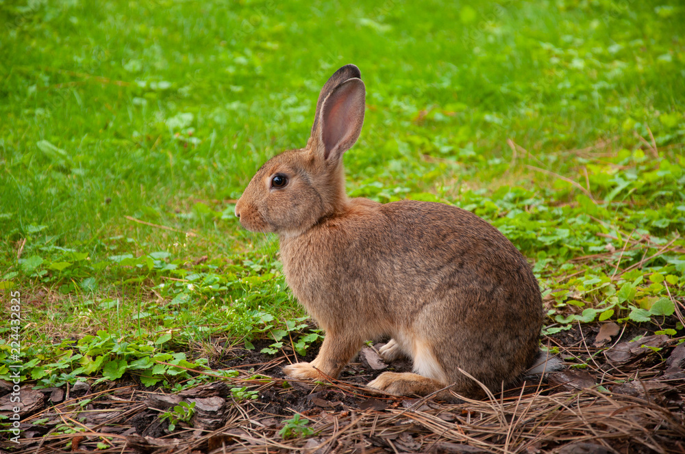 Wild rabbit with green grass background Wild rabbit with green grass background