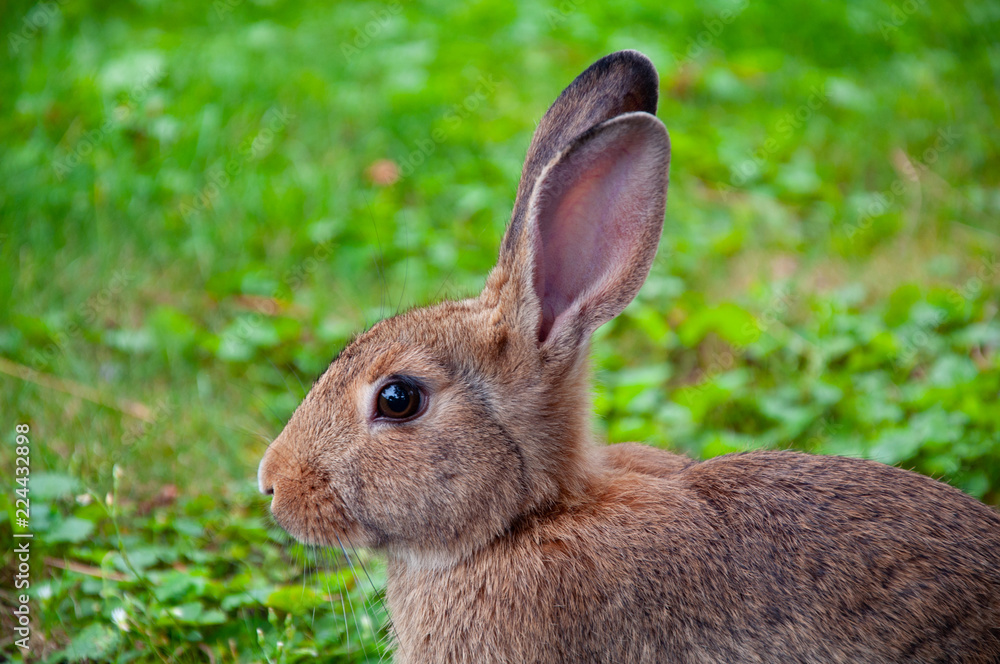 Wild rabbit, close-up on green grass backgroung Wild rabbit, close-up on green grass backgroung