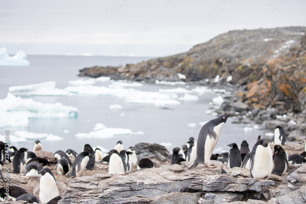 Fototapeta premium penguin in the arctic