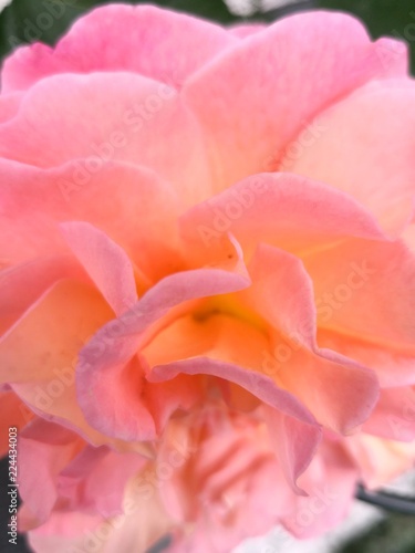 Rose petals macro