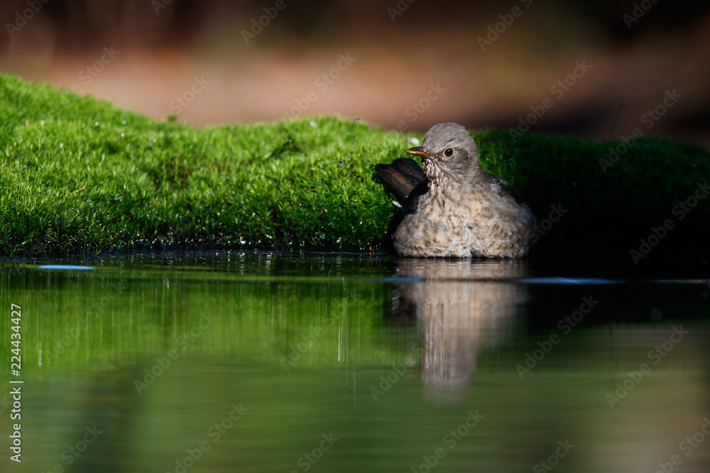 Common blackbird taking a bath and with a reflection in the water in the Netherlands Common blackbird taking a bath and with a reflection in the water in the Netherlands