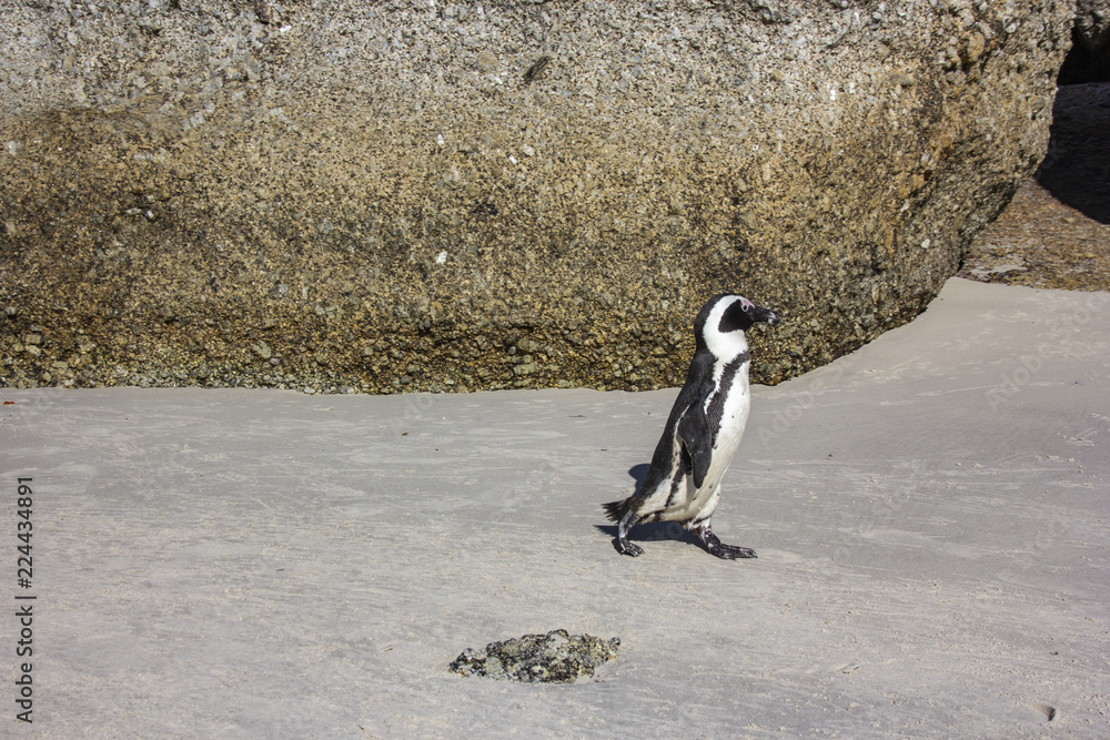Fototapeta premium South African penguins in Boulders Beach, Simon's Town, near Cape Town. African penguins are listed as endangered species, but in Boulder's bay near Cape Town one can see them easily in the wild.
