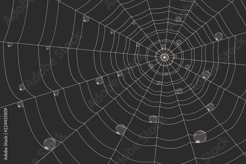 dew on a grid of concentric cobweb on black background