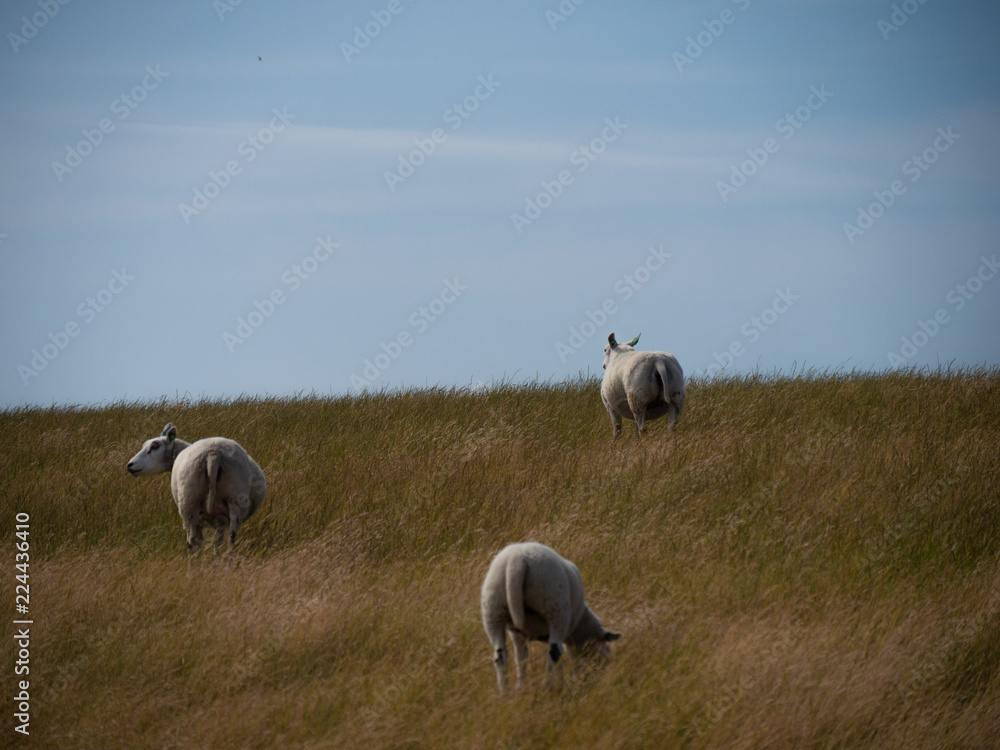 Obraz premium Dutch sheep